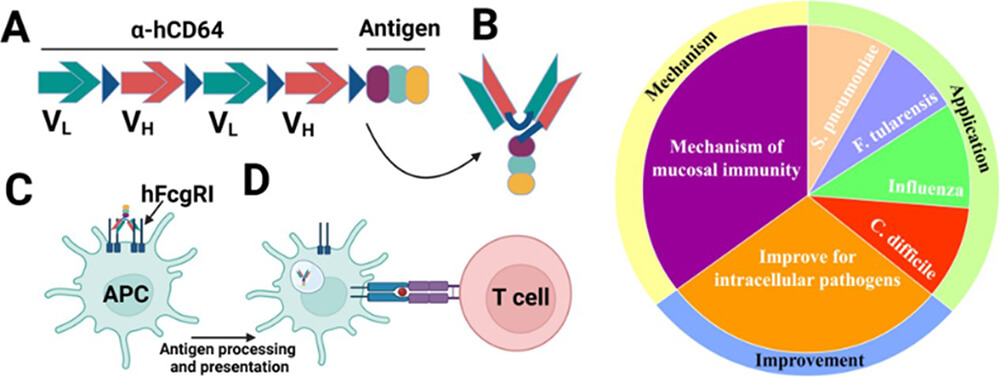 APC-targeting approach for adjuvant-free mucosal vaccination